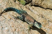 color_lizard1